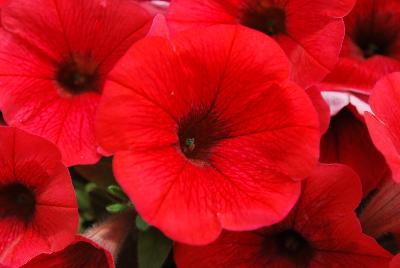 Danziger 'Dan' Flower Farm: Cascadias™ Petunia Simply Red 