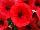 Cascadias™ Petunia Simply Red 