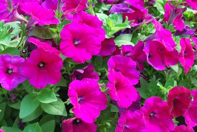 Danziger 'Dan' Flower Farm: Cascadias™ Petunia Burgundy 