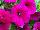 Cascadias™ Petunia Burgundy 