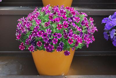 Littletunia® Petunia Bicolor Bliss 