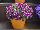 Littletunia® Petunia Bicolor Bliss 