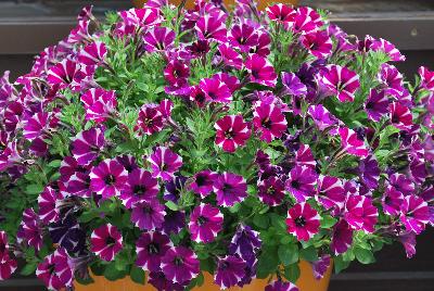 Danziger 'Dan' Flower Farm: Littletunia® Petunia Bicolor Bliss 