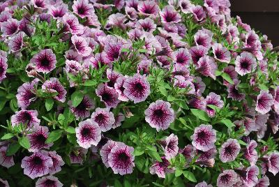 Danziger 'Dan' Flower Farm: Littletunia® Petunia Pink Splash 