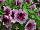Littletunia® Petunia Pink Splash 