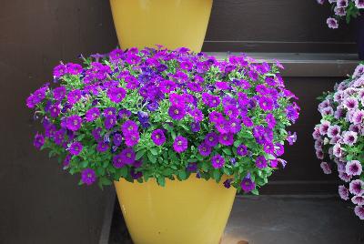 Littletunia® Petunia Violet 