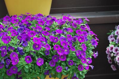 Danziger 'Dan' Flower Farm: Littletunia® Petunia Violet 