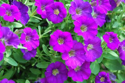 Danziger 'Dan' Flower Farm: Littletunia® Petunia Violet 