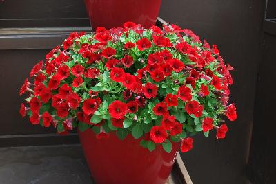 Danziger 'Dan' Flower Farm: Littletunia® Petunia Red Fire 