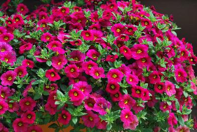Plant Source International: Calibrachoa Happy Pink™ 