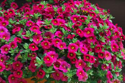  Calibrachoa Happy Pink™ 