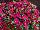 Danziger 'Dan' Flower Farm: Calibrachoa  'Happy Pink™' 