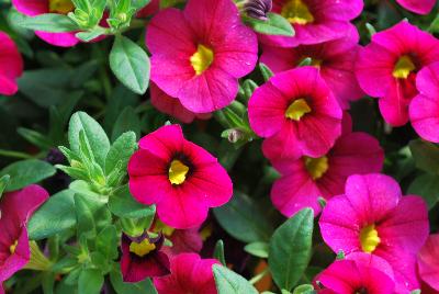 Plant Source International: Calibrachoa Happy Pink™ 