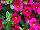 Danziger 'Dan' Flower Farm: Calibrachoa  'Happy Pink™' 