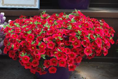 Danziger 'Dan' Flower Farm: Noa® Calibrachoa Raspberry 