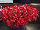 Danziger 'Dan' Flower Farm: Calibrachoa  'Raspberry' 