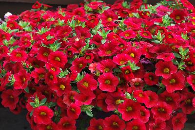 Danziger 'Dan' Flower Farm: Noa® Calibrachoa Raspberry 