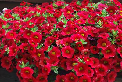 Noa® Calibrachoa Raspberry 