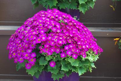 Primavera™ Pericallis Violet