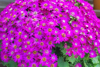 Primavera™ Pericallis Violet