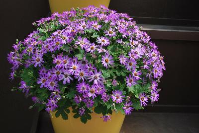 Primavera™ Pericallis Lavender
