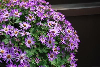 Primavera™ Pericallis Lavender 