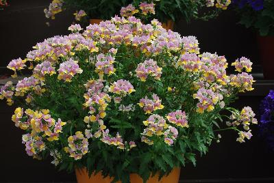 Nesia™ Nemesia Banana Swirl