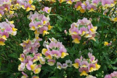 Nesia™ Nemesia Banana Swirl 