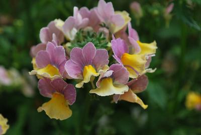 Nesia™ Nemesia Banana Swirl 