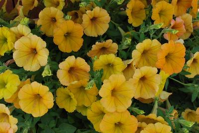 Danziger 'Dan' Flower Farm: Cascadias™ Petunia Indian Summer 