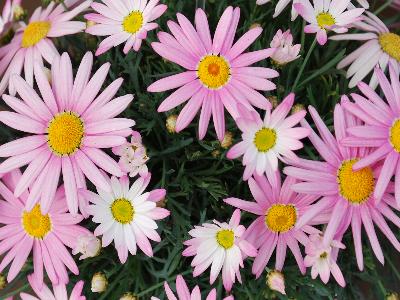 Angelic Argyranthemum Giant-Pink 