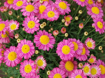 Angelic Argyranthemum Magenta 