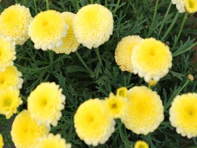  Argyranthemum Pompon-Yellow 