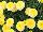 Danziger 'Dan' Flower Farm: Argyranthemum  'Pompon-Yellow' 