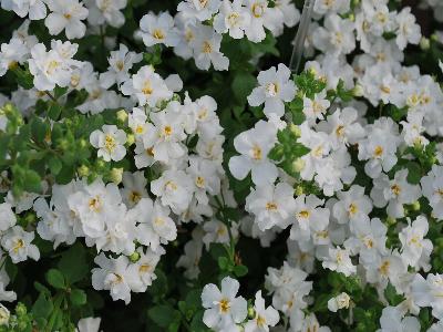 Scopia Bacopa Double-Snowball 