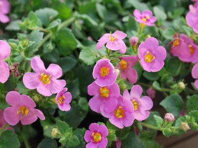 Scopia Bacopa Great-Pink-Beauty 