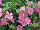 Danziger 'Dan' Flower Farm: Bacopa  'Great-Pink-Beauty' 