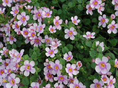 Scopia Bacopa Great-Pink-Ring 