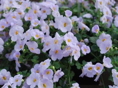 Scopia Bacopa Gulliver Lilac 
