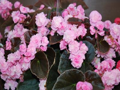 Doublet Begonia Pink 