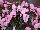 Danziger 'Dan' Flower Farm: Begonia  'Pink' 