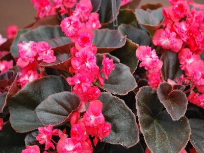 Dümmen Orange: Doublet Begonia Red 