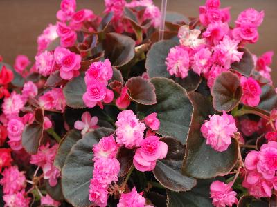 Dümmen Orange: Doublet Begonia Rose 