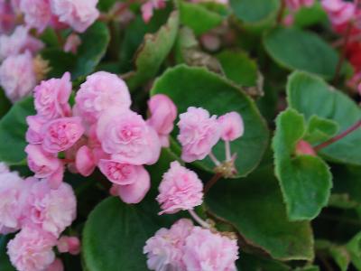 Danziger 'Dan' Flower Farm: Paso-Doble Begonia Candy-Pink 