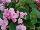 Danziger 'Dan' Flower Farm: Begonia  'Candy-Pink' 