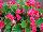 Danziger 'Dan' Flower Farm: Begonia  'Cherry-Red' 