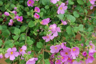 Scopia™ Bacopa Great Classic Pink 