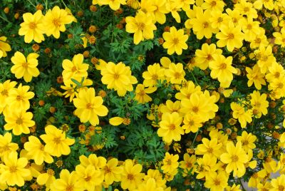  Bidens Yellow Sunshine 