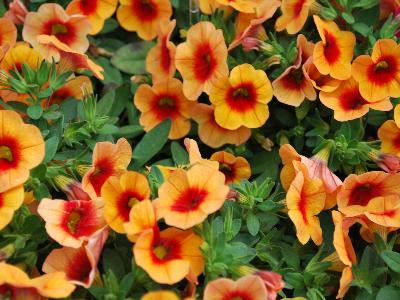 Danziger 'Dan' Flower Farm: Noa Calibrachoa Apricot 