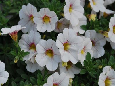 Danziger 'Dan' Flower Farm: Noa Calibrachoa Cherry-Blossom 